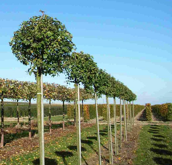 Боярышник средний 'Паульс Скарлет'