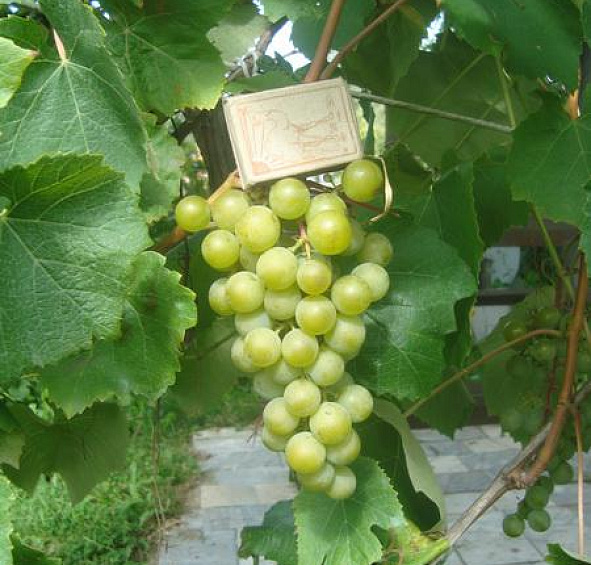 Виноград Жемчуг Сабо