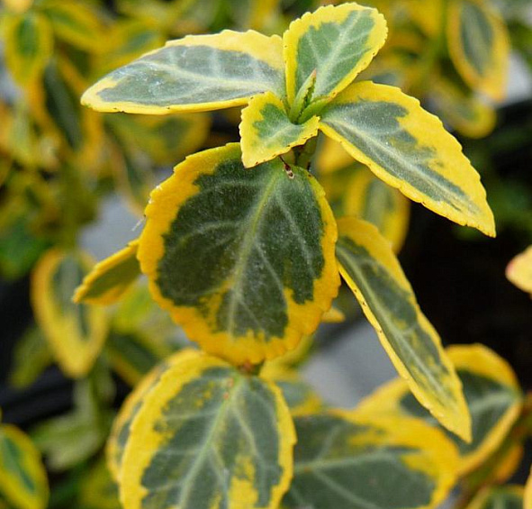 Бересклет Форчуна 'Эмеральд Голд'