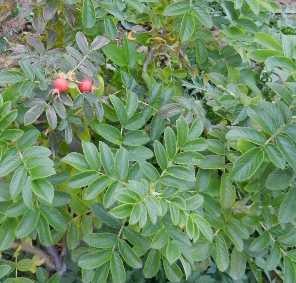 Роза ругоза 'Рубра' (розовый)