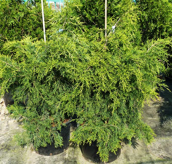 Можжевельник китайский 'Куривао Голд'