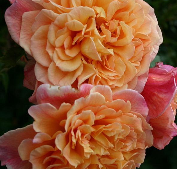 Роза 'Алоха' (плетистая, шраб) (персиковая)