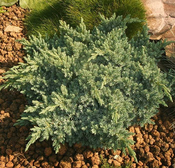 Можжевельник чешуйчатый 'Блу Стар'