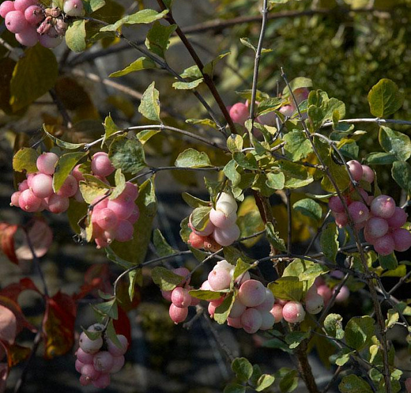 Снежноягодник Доренбоза 'Мазе оф Перл'