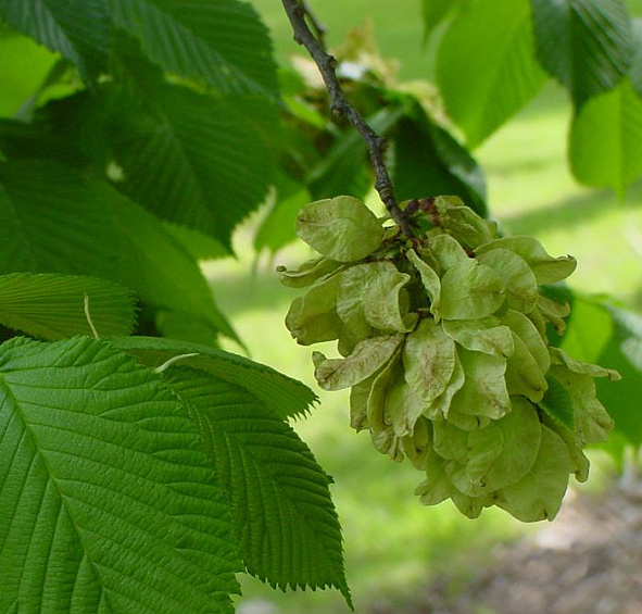 Вяз шершавый 'Кампердоуни'