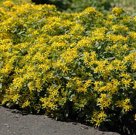 Седум гибридный (Очиток)