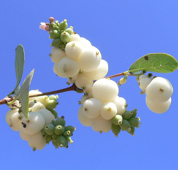 Снежноягодник Доренбоза 'Уайт Хедж'