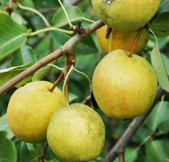 Груша 'Рогнеда'