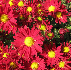 Хризантема корейская 'Ромашка красная'