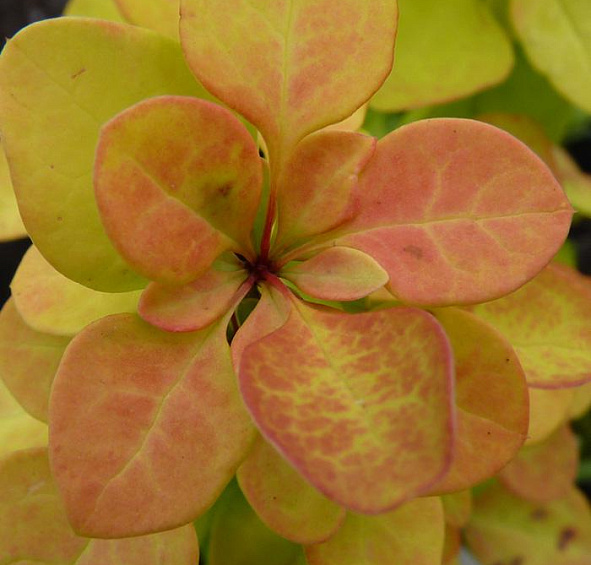 Барбарис вильсона Марианна (Marianne)