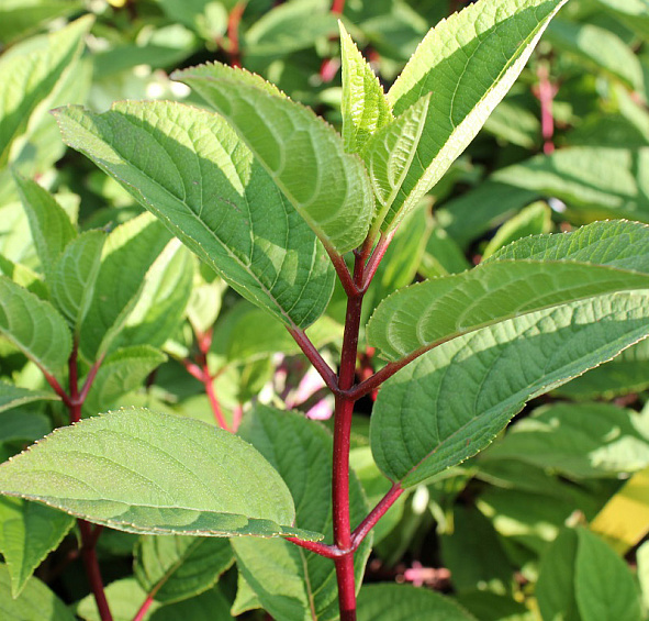 Гортензия метельчатая 'Вимс Ред'