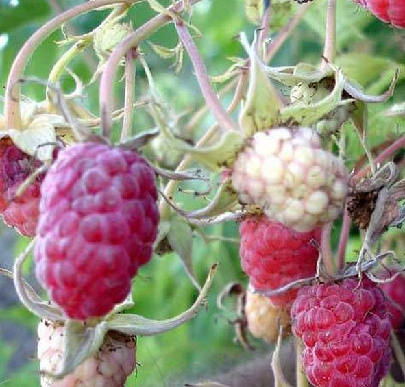 Малина 'Шапка Мономаха'