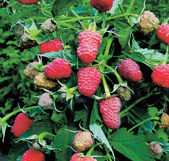 Малина 'Брянское диво'