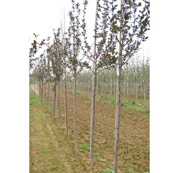 Яблоня декоративная 'Невиль Копеман'