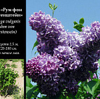 Фотоальбом Коллекция сиреней Коллекция сирени 10