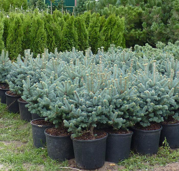 Пихта ласиокарпа 'Компакта'