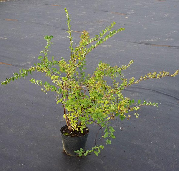 Спирея ниппонская 'Сноумаунд'