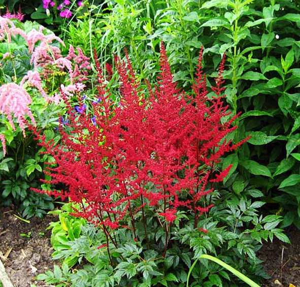 Астильба арендса Аугустлейхтен