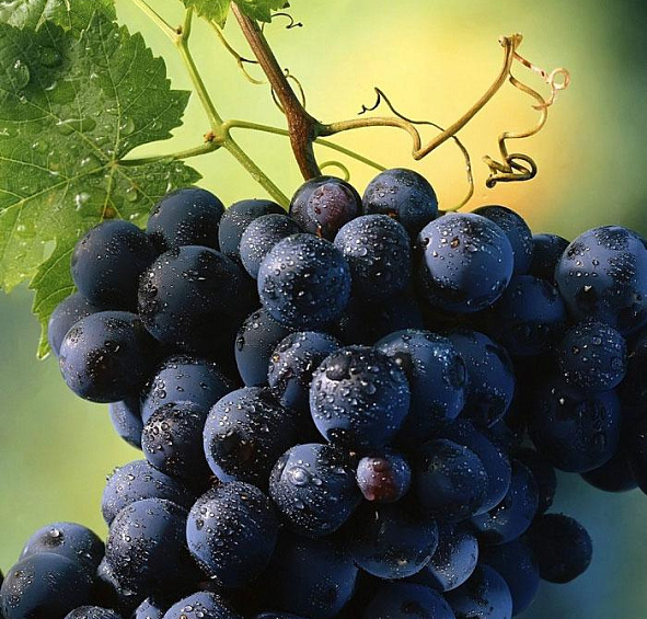 Виноград Неретинский
