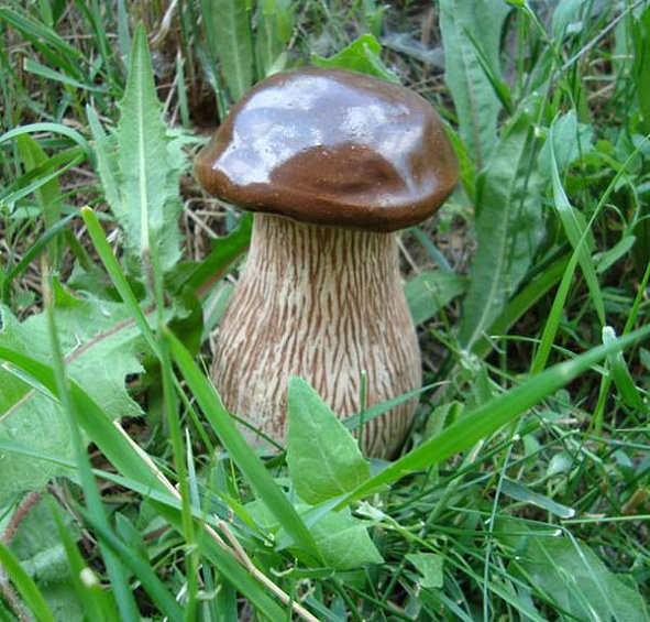 Шамотная фигура "Гриб"