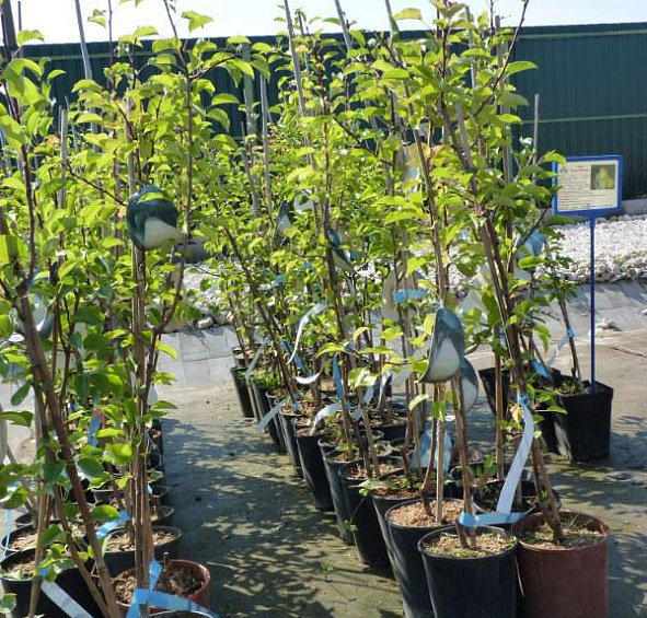 Груша 'Осенняя Яковлева'