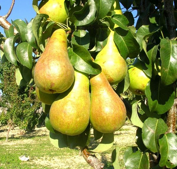 Груша Дюймовочка