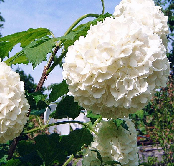 Калина обыкновенная 'Розеум' (шар)