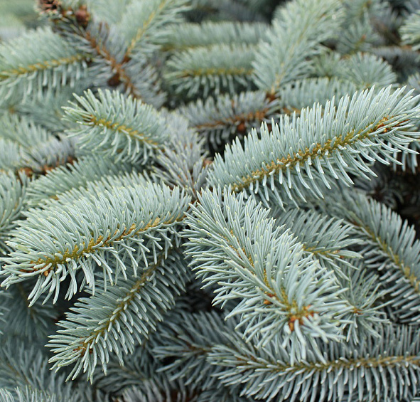 Ель колючая 'Глаука Глобоза'