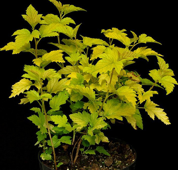 Пузыреплодник калинолистный 'Наггет'