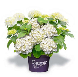Гортензия крупнолистная 'Форевер энд Эвер Вайт'