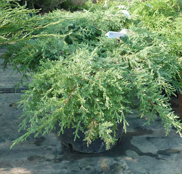 Можжевельник средний 'Пфитцериана Компакта'