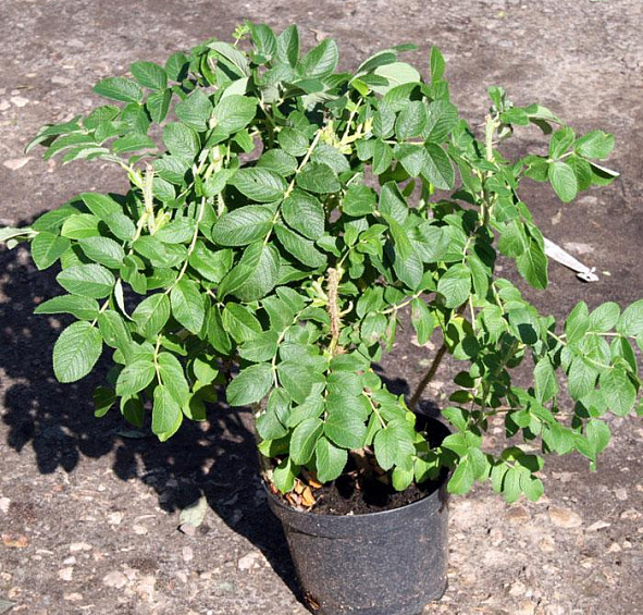 Роза ругоза 'Альба' (белая)