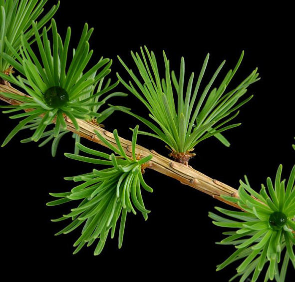 Лиственница тонкочешуйчатая (японская)