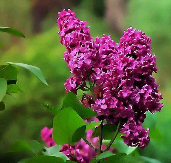 Сирень обыкновенная 'Знамя Ленина' (лилово - красная)