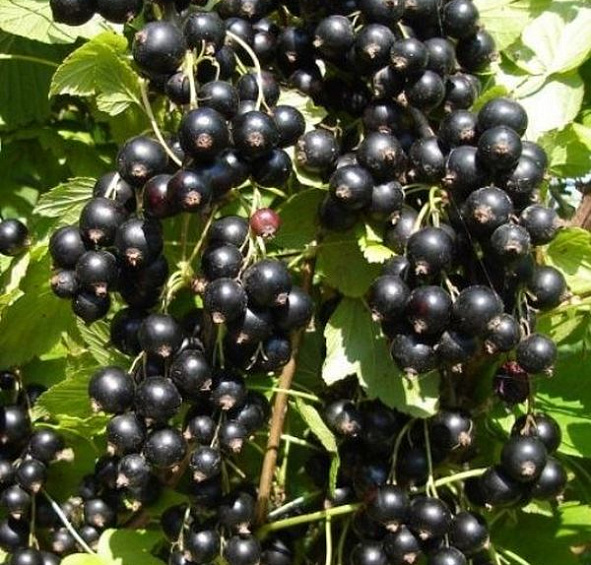 Смородина черная 'Зеленая дымка'