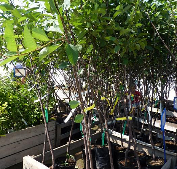 Вишня обыкновенная 'Октава'