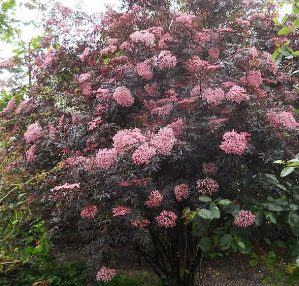 Бузина черная 'Блек Лейк'