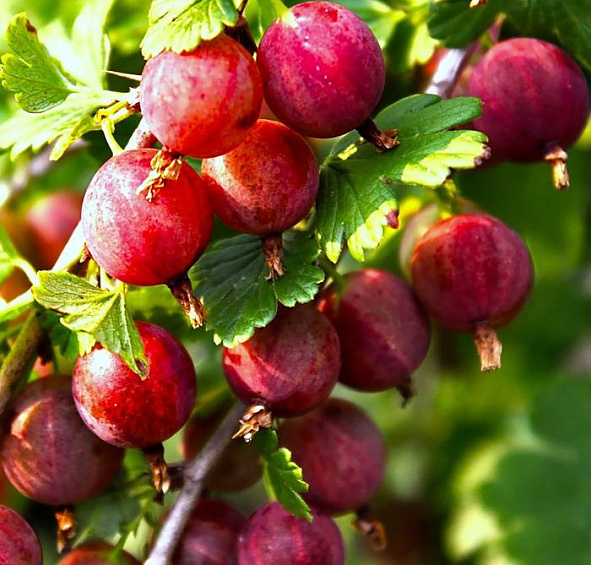 Крыжовник 'Балет'