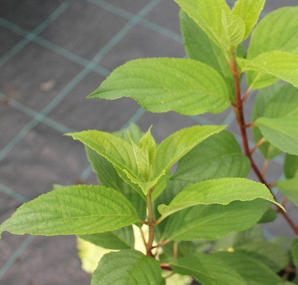 Гортензия метельчатая 'Диамантино'