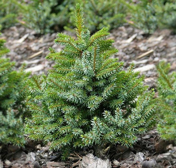 Ель сербская 'Нана'