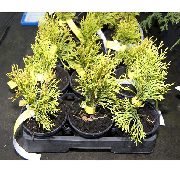 Туя западная 'Голден Смарагд'