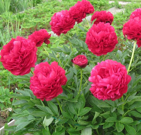 Пион Кэрол (Carol)