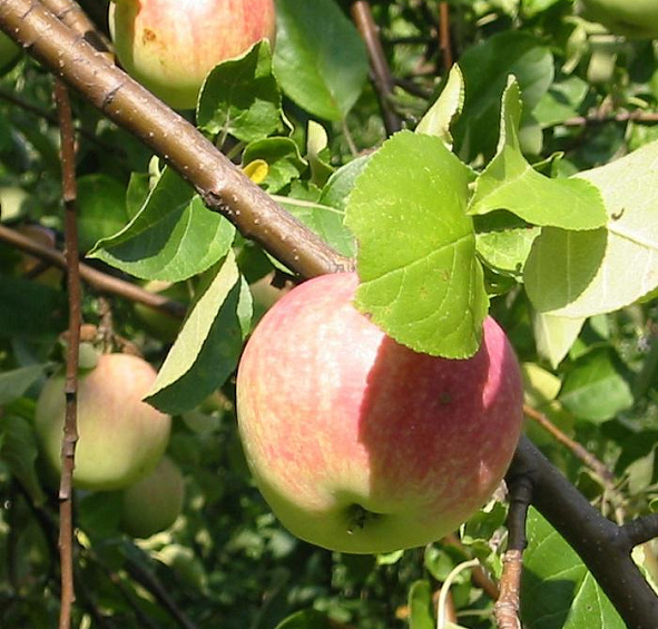 Яблоня домашняя 'Беркутовское'