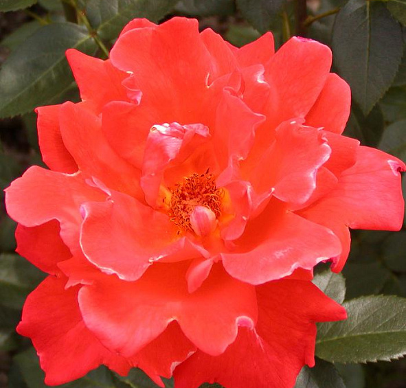 Роза Александр (Alexander)