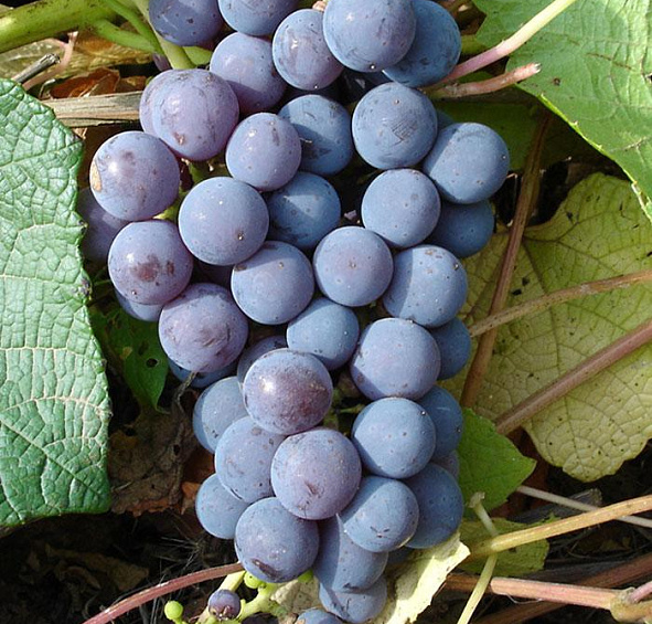 Виноград 'Левокумский'