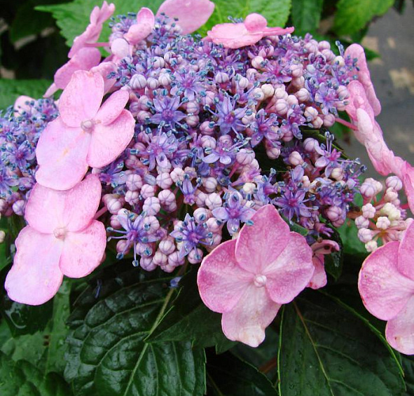 Гортензия крупнолистная 'Твист энд шаут Пинк'