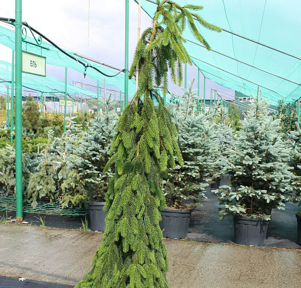 Ель обыкновенная 'Инверса'