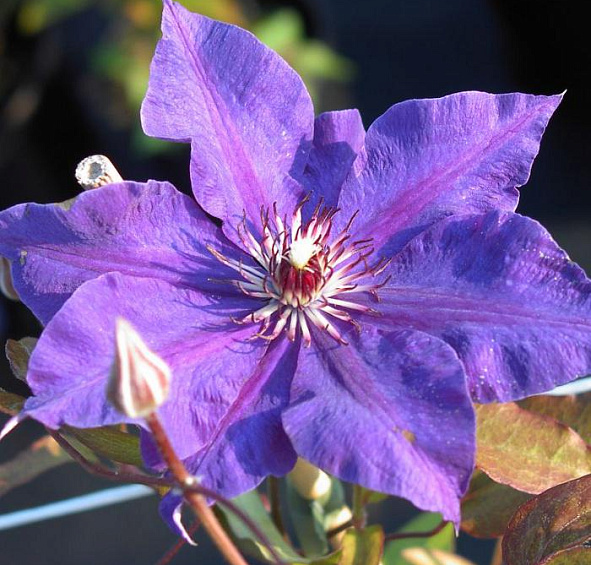 Клематис 'Президент'