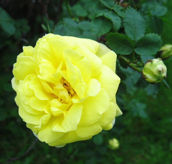 Роза Надя Мейяндекор (Nadia Meillandecor)