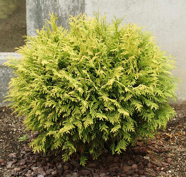 Туя западная 'Голден Глоб'